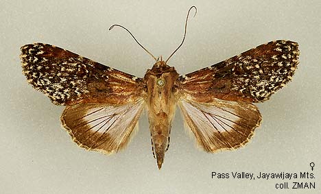 Papua Insects Foundation (Lepidoptera/Euteliidae/Stictopterinae